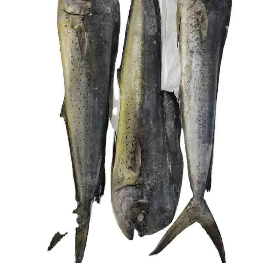 Marisco congelado entero Mahi pescado con precio al por mayor mejor calidad