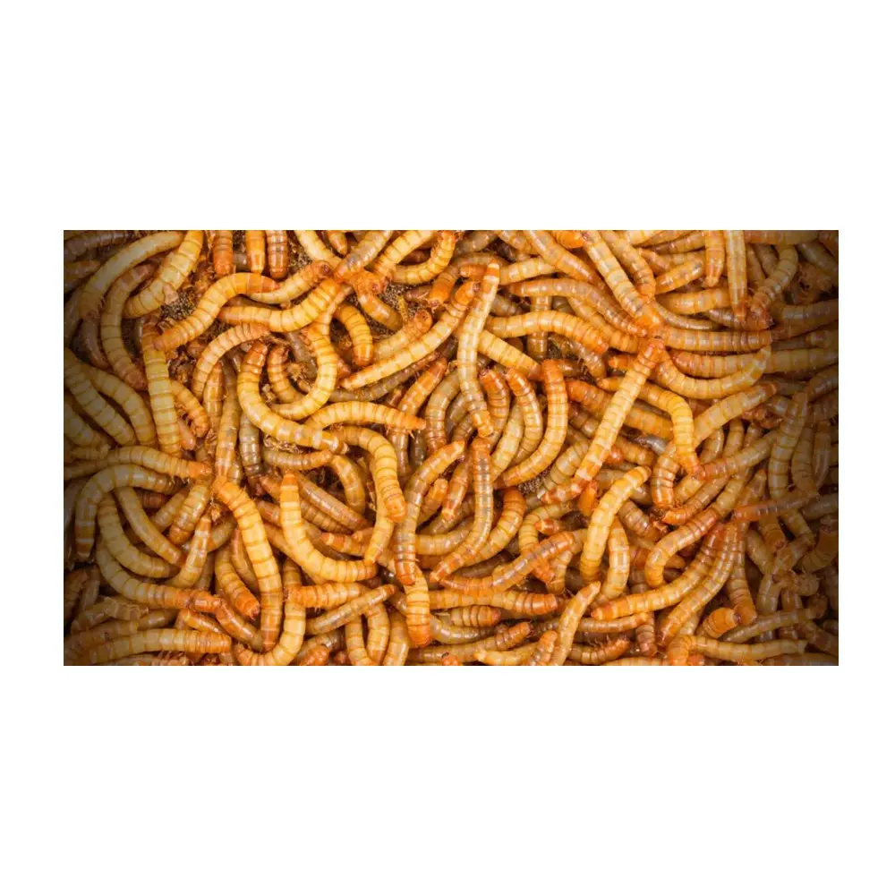 Original Sabor seco Tenebrio Molitor/gusanos secos de harina/gusanos de pan