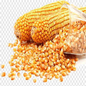 ข้าวโพดสีเหลือง NON GMO สําหรับการบริโภคของมนุษย์ 25 กก. / ซื้อบรรจุภัณฑ์ข้าวโพดสีเหลืองเพื่อสุขภาพฉลากส่วนตัว