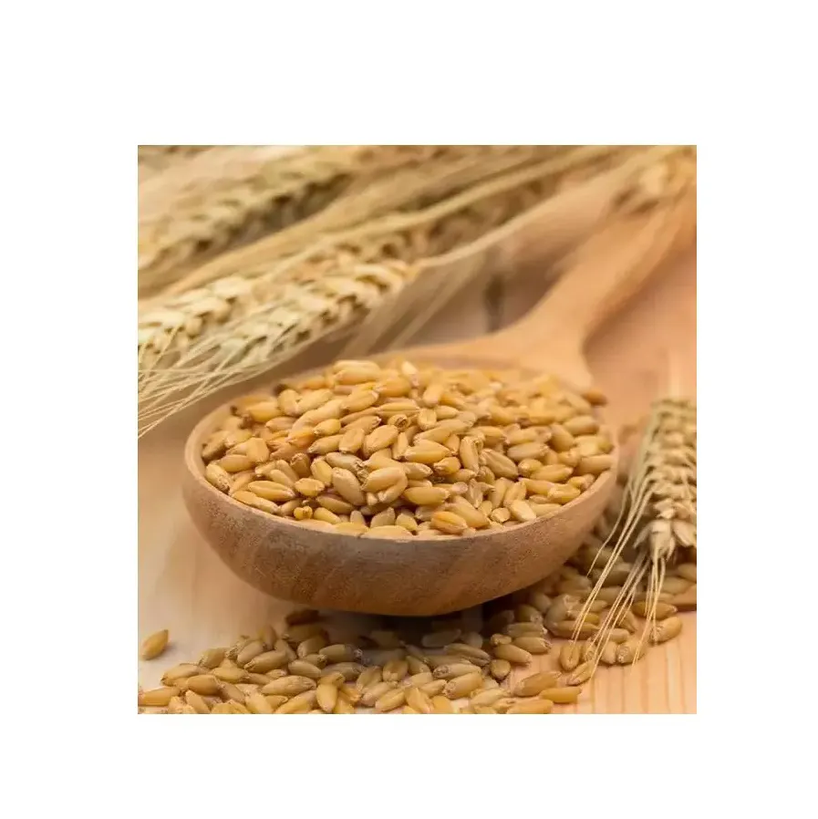 Высококачественный солодовый ячмень/зерно пшеницы/семена ячменя
