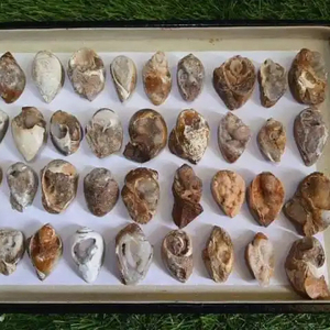 Doğal nadir fosil salyangoz Druzy akik | Doğal kabuk kuvars fantezi gevşek taş kabuk kuvars Opalized fosil örnekler - Product Image 2