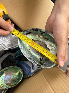 装飾/輸出のためのホットセールバルク供給アワビシェル美容-品質保証ニュージーランドパウアグリーンシェル/オーストラリアシェル