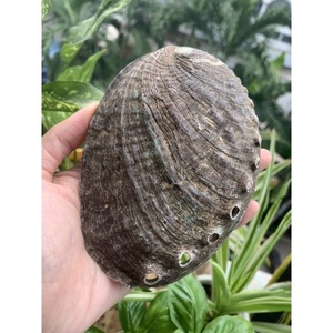 Sıcak satış yüksek kalite doğal el sanatları cilalı ABALONE deniz kabukları ev dekorasyon için kalite doğal ABALONE deniz kabukları