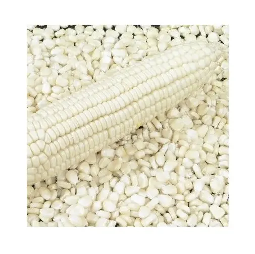 Grains de maïs blanc de qualité Pure pour aliments pour animaux/graines de maïs blanc vente en gros du fournisseur français