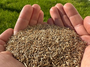 Premium Festuca Rubra Rubra rayap merah biji <span class=keywords><strong>Fescue</strong></span> tumbuh cepat membentuk pasti garam (hedrun DLF) - Product Image 2