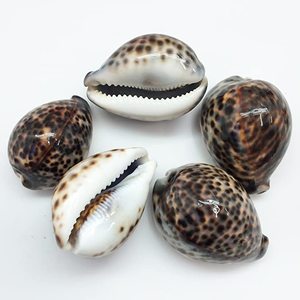 Toptan güzel okyanus kabukları sarı siyah cowrie kabuk toplu miktar cowrie seashell kaplan cowrie kabukları sanat zanaat için - Product Image 4