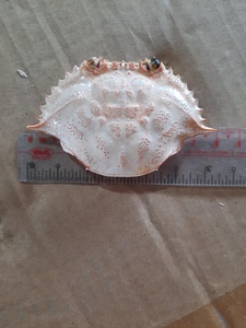 Carb kabuk deniz kabuğu zanaat - Product Image 2