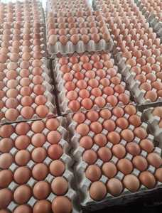 购买肉鸡柯布500受精孵化鸡蛋出售/鸡肉餐桌鸡蛋出售 - Product Image 6