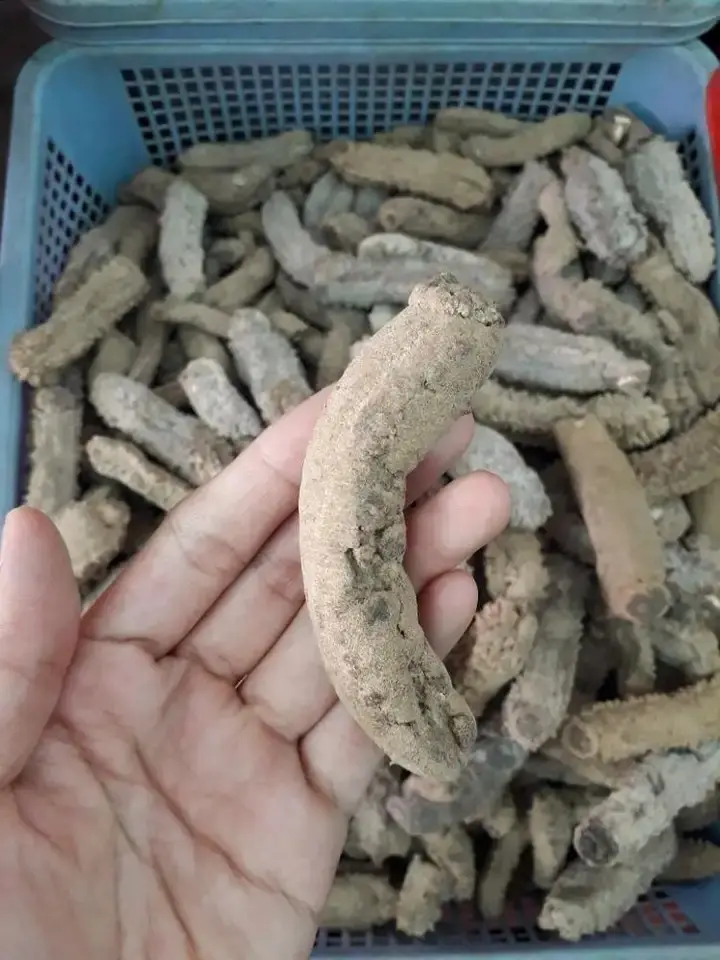 WHITE TEAT FISH SEA CUCUMBER