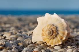 COLLECTED SEASHELLS / COASTAL HOME DECOR / DIY CRAFTING / ALL-NATURAL - Product Image 4