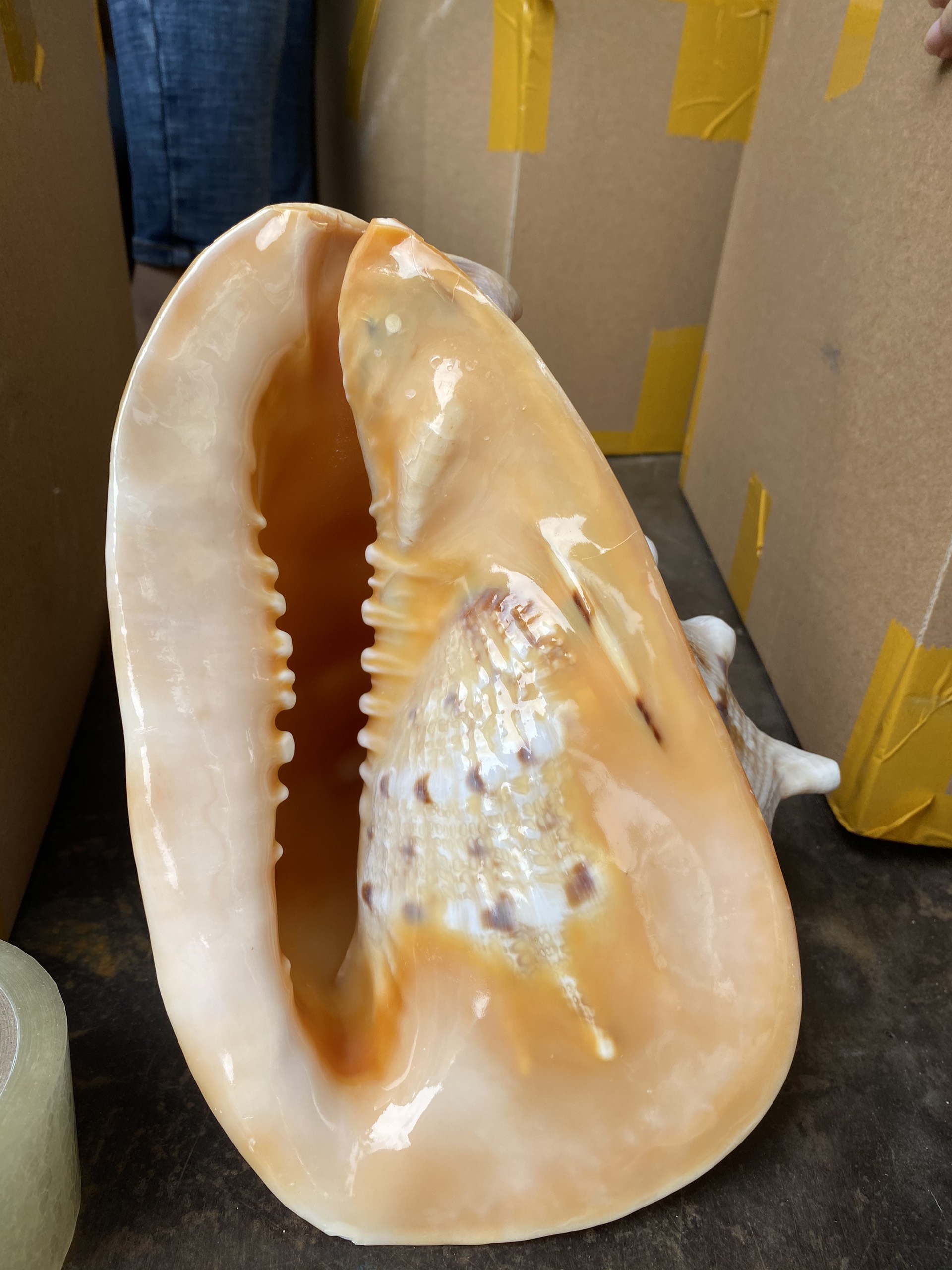 Coquille de conque