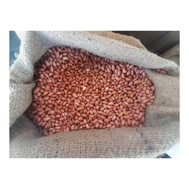 Bulk Quantity Peanut Bold 100% Natural & Tasty Food Product High In Healthy Protein Peanuts For Peanut Butter & Peanut Chocolate