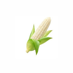 Gdo olmayan beyaz ve sarı mısır/mısır düşük fiyat - Product Image 5