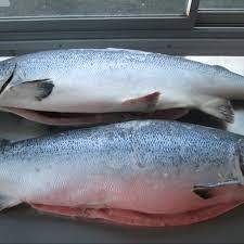 <strong>Super</strong> Quality Whole Frozen Fresh Salmon Fish / Frozen Norwegian Atlantic Salmon Fillet - Product Image 6