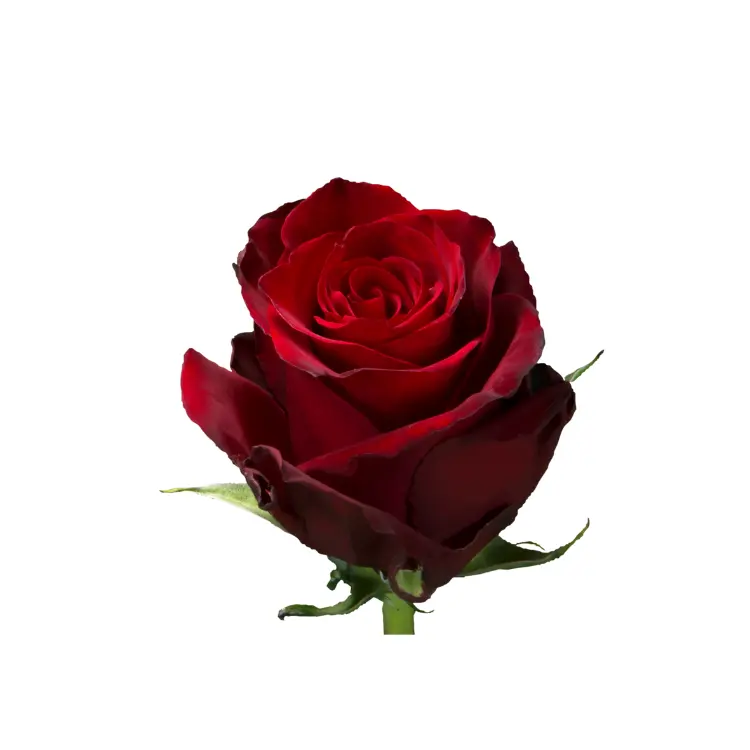Meilleure Qualité Offre Spéciale Equateur Rose Explorer Fleurs Fraîches Naturelles Longue Tige Roses Coupées pour Mariage