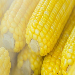 ข้าวโพดสีเหลือง NON GMO สําหรับการบริโภคของมนุษย์ 25 กก. / ซื้อบรรจุภัณฑ์ข้าวโพดสีเหลืองเพื่อสุขภาพฉลากส่วนตัว