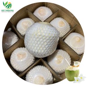 VIET THIEN PHU VTP/OL-44 VIETNAM GREEN YOUNG FRESH COCONUT for EXPORT - Product Image 1