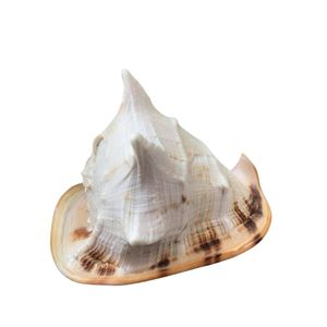 BEST PRICE CASSIS CORNUT LARGE QUEEN CONCH <strong>SHELL</strong> HELMET SHAPE UNIQUE CONCH SNAIL <strong>SHELL</strong> MADE IN VIETNAM - Product Image 3