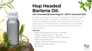 Hop Headed Barleria <strong>Oil</strong> 1000ml (Premium Grade From Thailand) Hot-Pressed Bulk Sale - Product Image 3