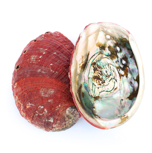 Doğal güney afrika Abalone kabuk leke kase Seashell tütsü brülör standart Abalone kabukları hint ucuz fiyatlarla - Product Image 5