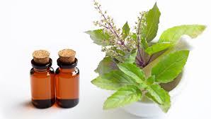Soothing Headaches Ocimum Basilicum Sweet Basil Essential <strong>Oil</strong> 100% pure Therapeutic Grade basil essential <strong>oil</strong> Wholesale In India - Product Image 5