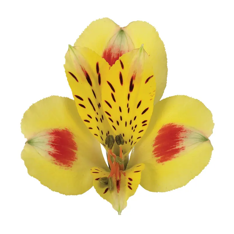 프리미엄 케냐 신선한 컷 Alstroemeria 노란 꽃 소매 및 도매 신선한 컷 꽃 62cm 길이 오래 지속되는 꽃