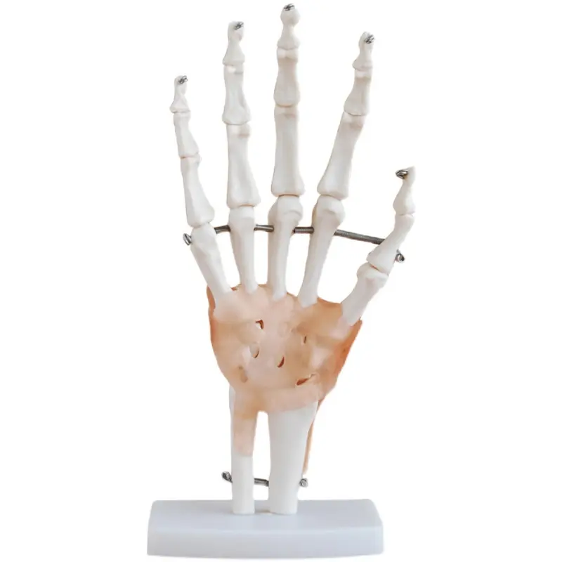 3D Gedrukt Menselijke Botten En Organen