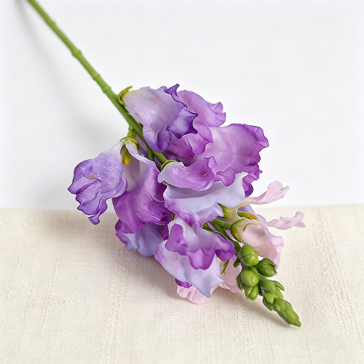 Viola