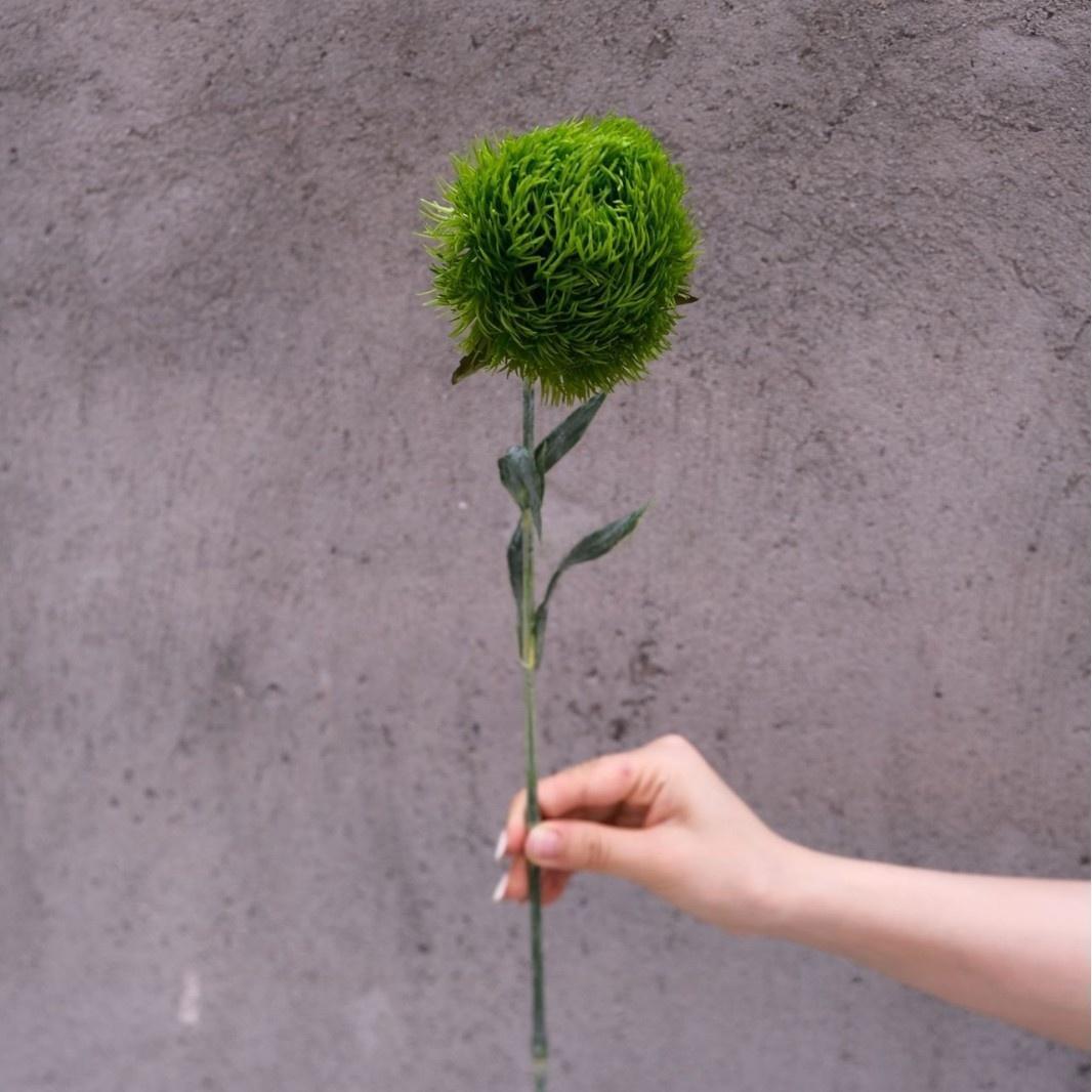 #16 Dianthus-Verde claro