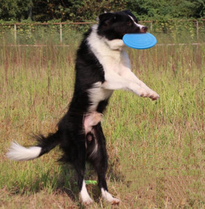 人気のペット用品犬のトレーニングおもちゃペットのフェッチおもちゃ咬傷に強いインタラクティブな犬の空飛ぶディスク - Product Image 6