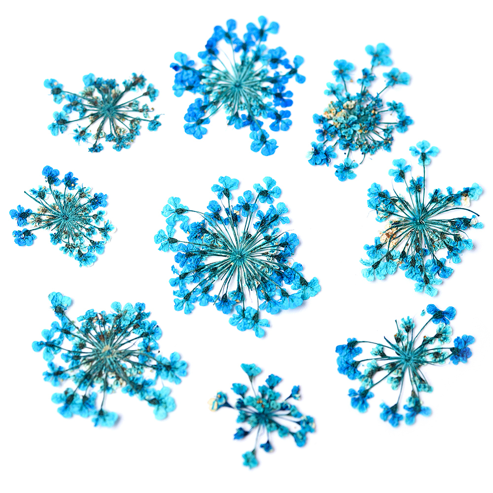 Blue Star Cluster Flowers