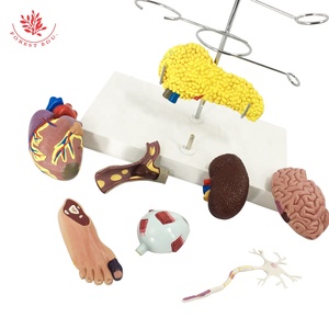 Diabetes Model Medical <strong>Explanation</strong> Eyeball Heart Kidney Blood Vessel Foot Anatomy Model Detachable Diabetes Display Teaching Aid - Product Image 5