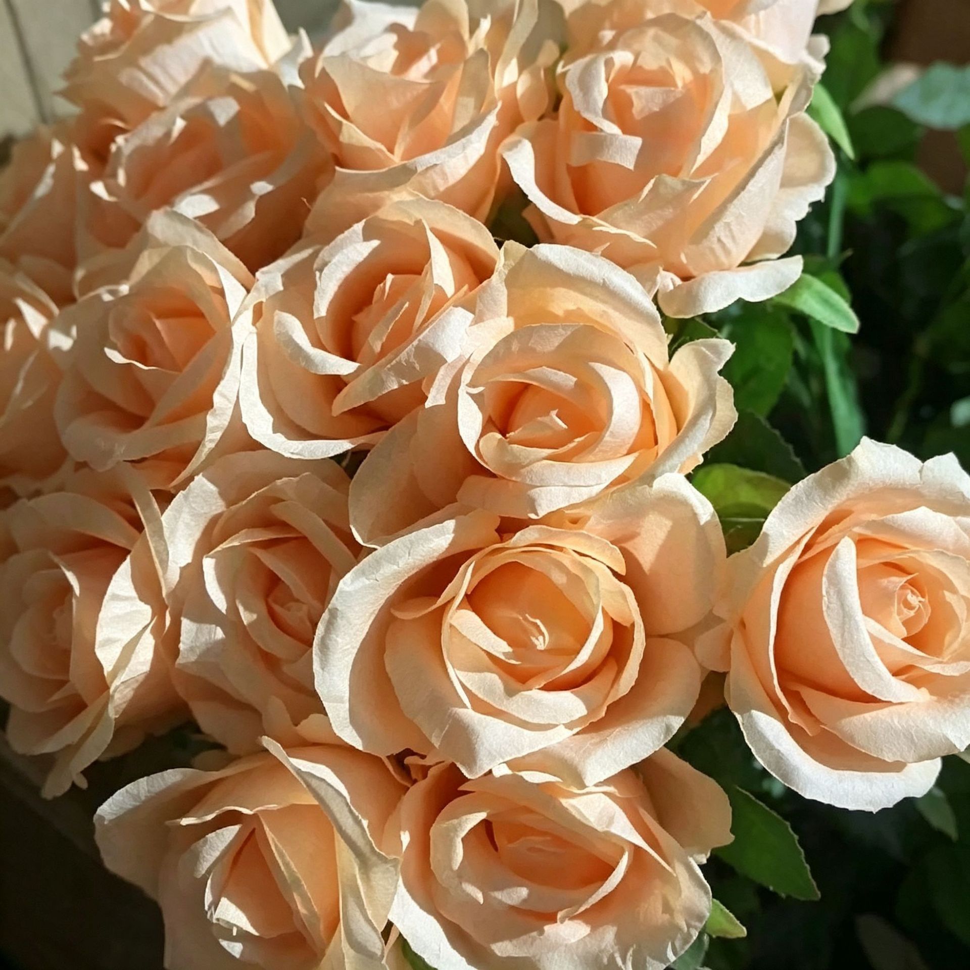 Champagne pearl rose