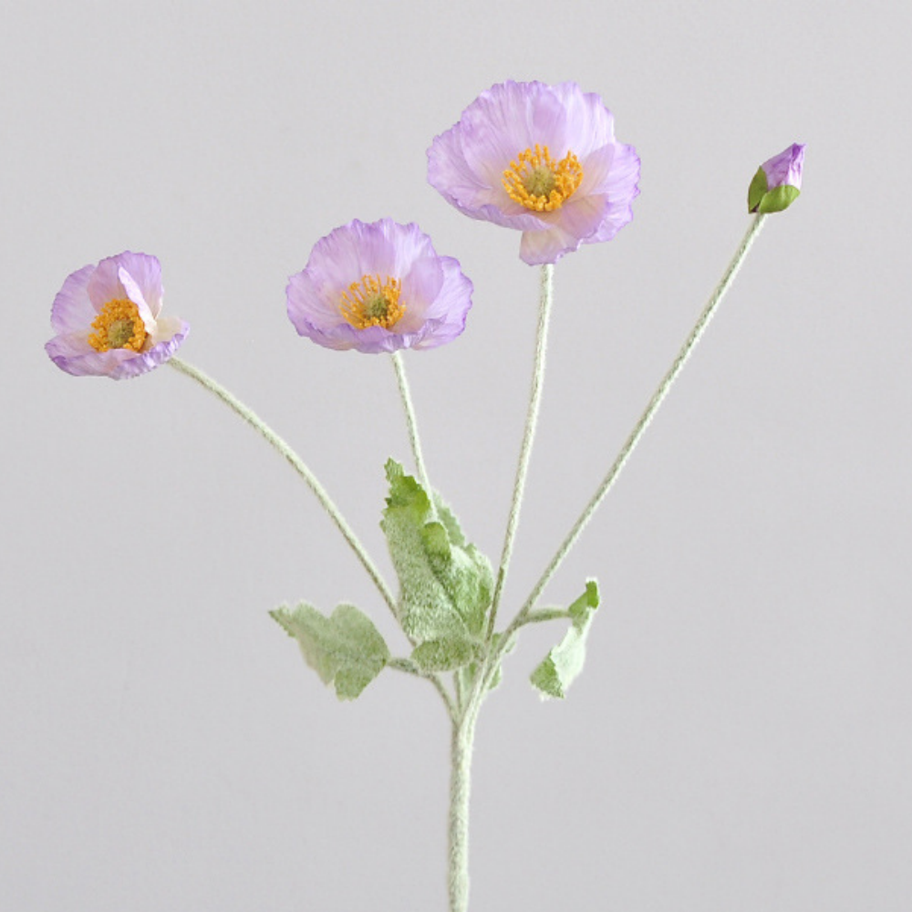 violeta claro