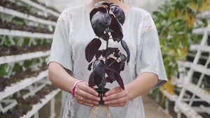 Thủy Canh lưới trồng rau giỏ soilless trồng cây nhựa phát triển cup Rooter Net nồi - Product Image 6