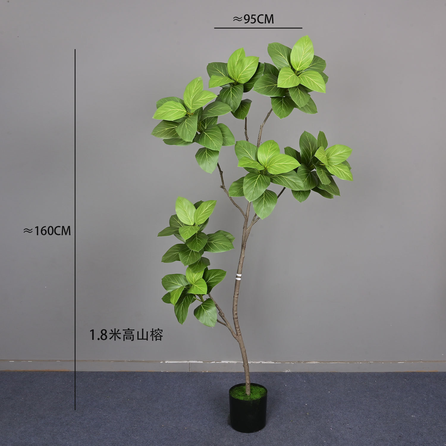 180-meter-tall banyan tree