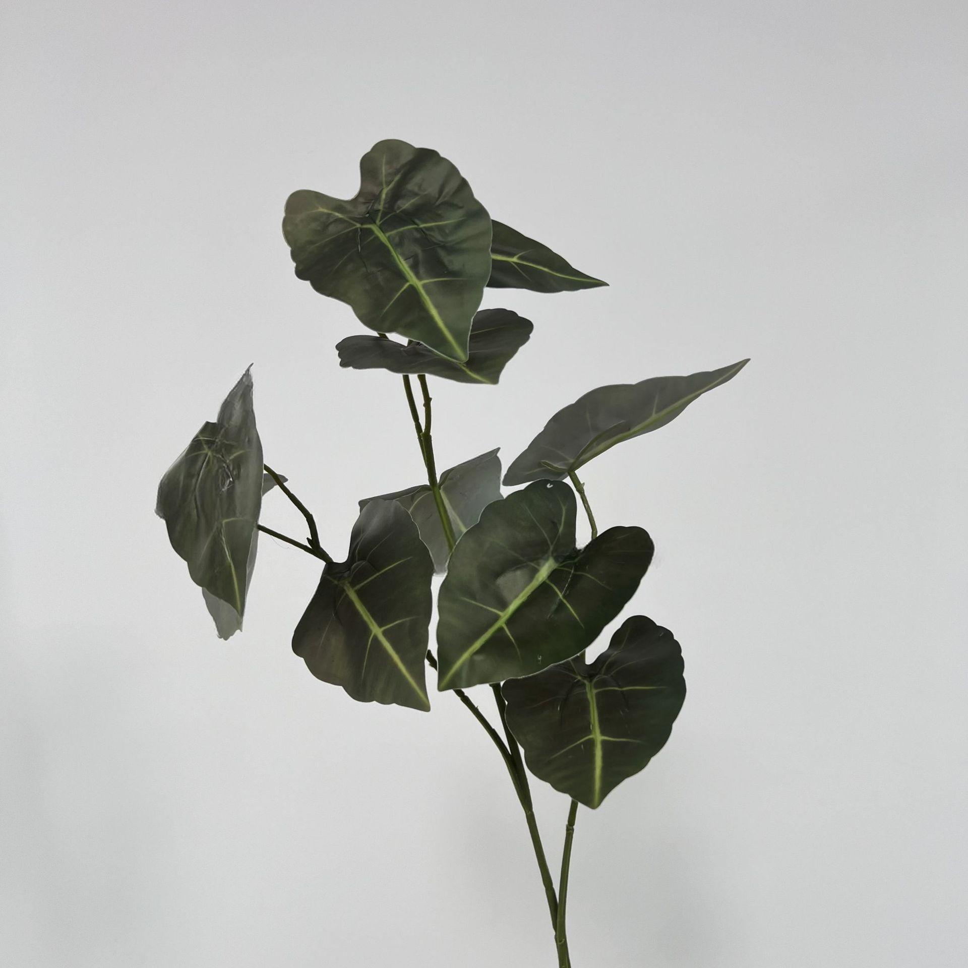 Taro verde hojas B