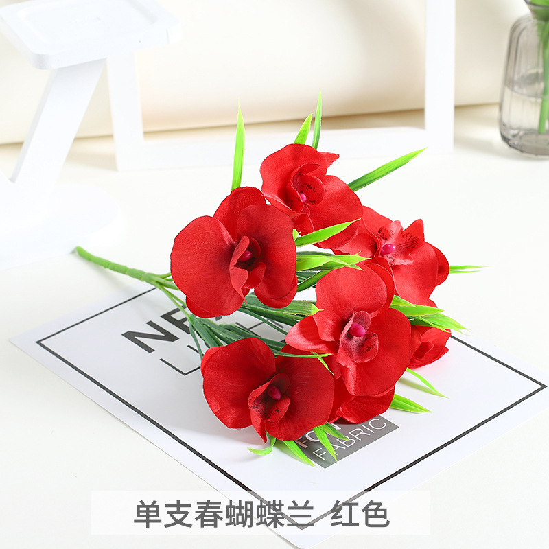 Orchidea Phalaenopsis rossa a stelo singolo