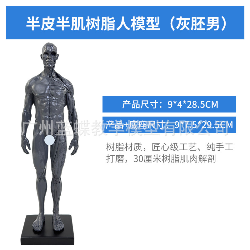 30CM Resin - Gray - Male