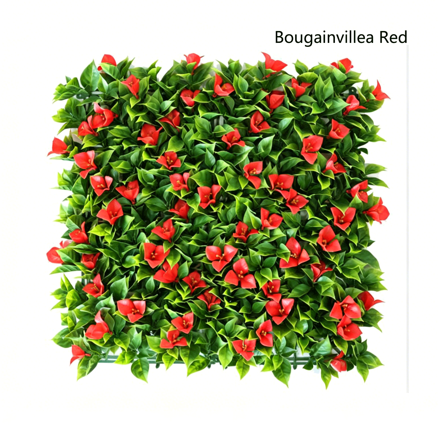 Bougainvillier rouge