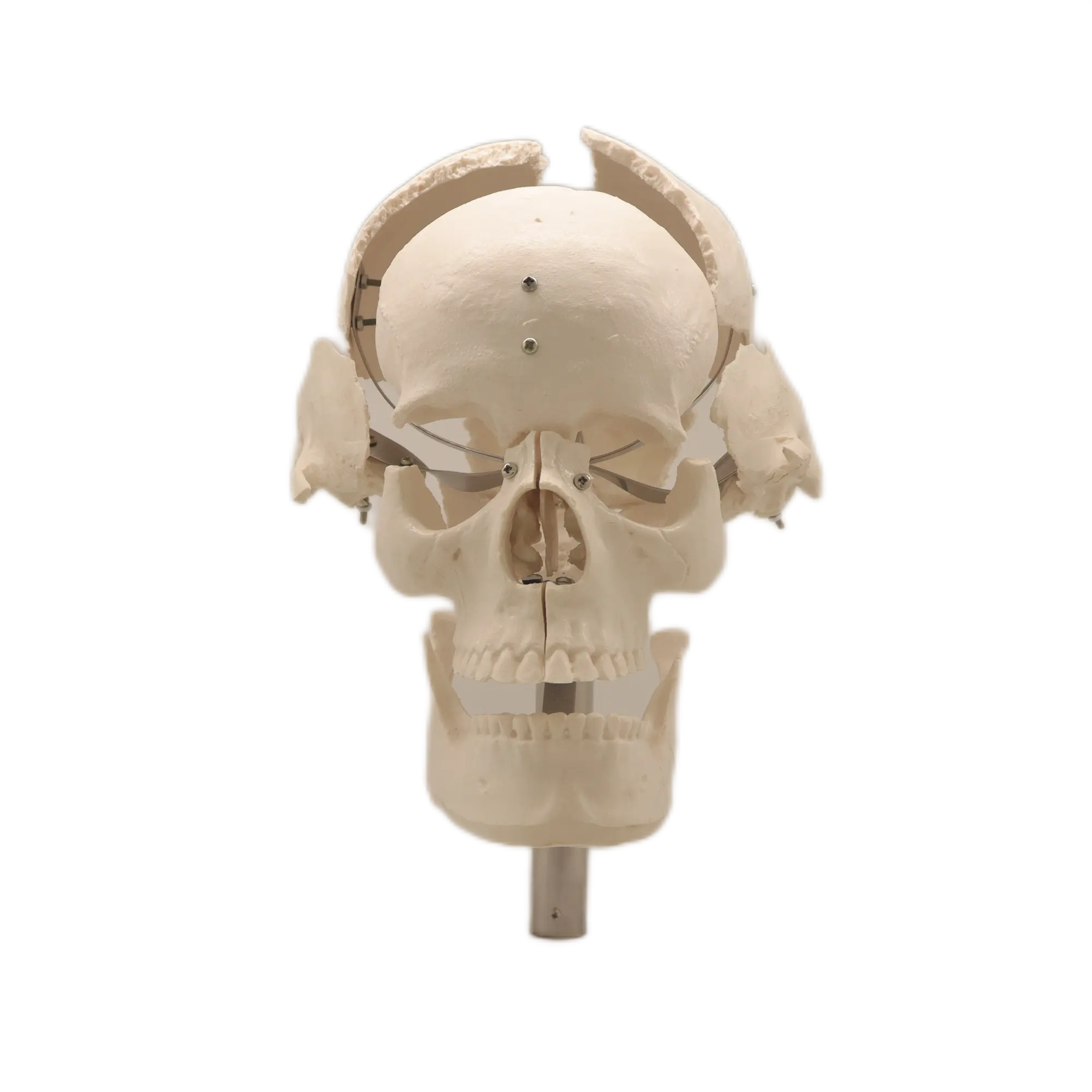 Modelo anatómico humano de PVC médico OrthoCare de alta calidad 30*24*43 CM MODELO DE PVC del cráneo humano separado
