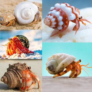 AMZ Choice 15PCS (6 Types) Natural Hermit Crab <strong>Shells</strong> for Medium and Large Hermit Crab Turbo Conch <strong>Shells</strong> - Product Image 4