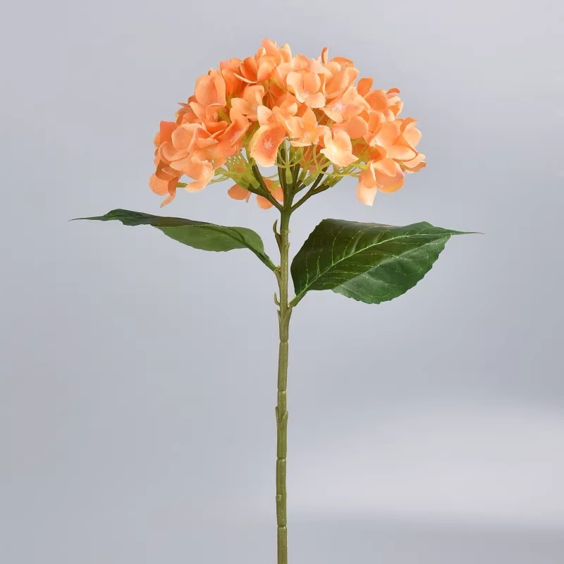 Hortensia color champán