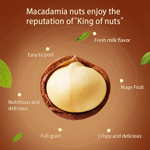 2025 cây trồng mới bán buôn Vân Nam rang hạt <span class=keywords><strong>Macadamia</strong></span> với vỏ - Product Image 3