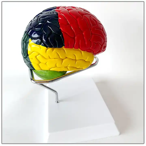 Scienza medica modello di cervello umano funzione di divisione del colore differenziazione struttura del cervello modello di anatomia vascolare - Product Image 2
