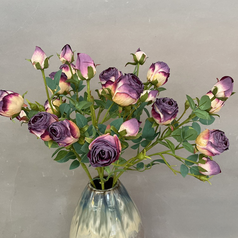 Pourpre
