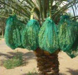 Sac en filet pour fruits en monofilament <span class=keywords><strong>HDPE</strong></span> vert 70x90cm, anti-insectes, protection des palmiers à dattes - Product Image 6