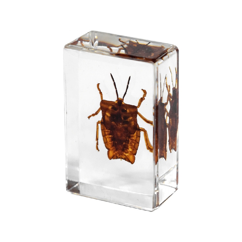 45cm trumpet litchi stink bug