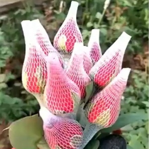 Lưới Bảo Vệ Tay Áo Hoa Hồng Lưới Bọc Hoa Màu Đỏ Cho Hoa, Lưới Trang Trí Hoa - Product Image 6