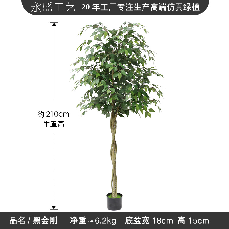 210cm banyan tree